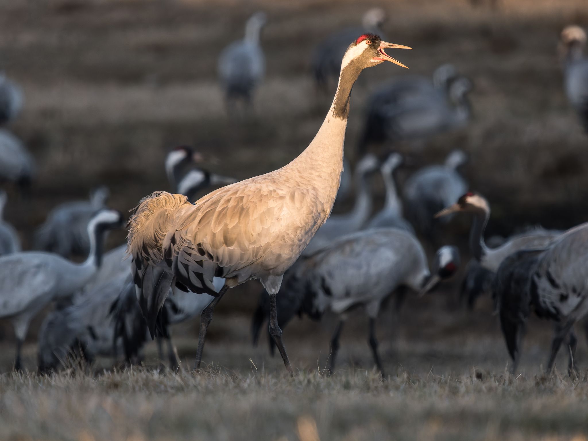 202 250321 1753 H  1HR0569 DxO DeepPRIME XD2s